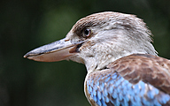 Blue-winged kookaburra (Dacelo leachii)